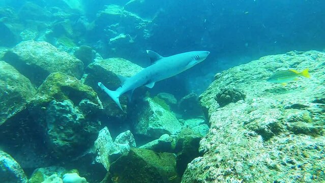 White-tipped shark slowly swimming between rocks clear blue water under water video Galapagos islands