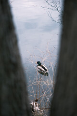 duck between trees