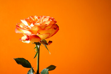 Rosa con striature arancioni in primo piano su sfondo arancione - obrazy, fototapety, plakaty