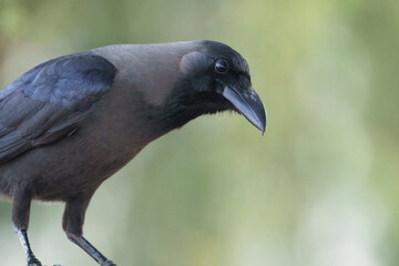 Portrait of house crow, Corvus splendens