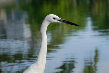 Portrait of little egret, Egretta garzetta