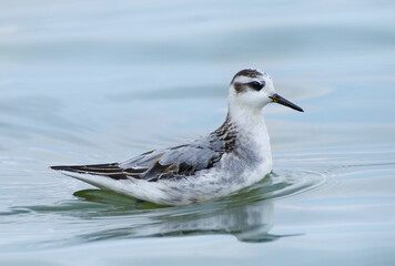 Red phalarope swimming in the sea, Phalaropus fulicarius