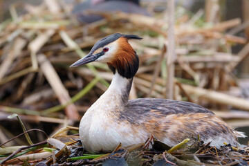 great crested grebe on the nest