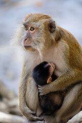 long-tailed macaque with a baby, vertical shot