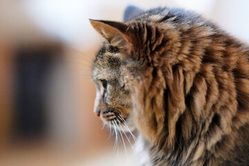 portrait of a cat, lion stance, feline, close-up, animal, house, cat