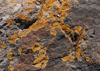 lichen on stone