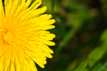Dandelion