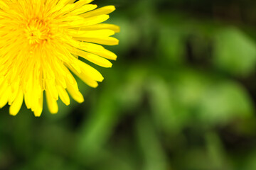 Dandelion