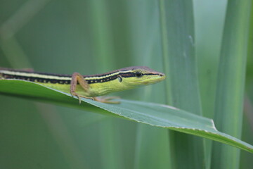 Lizards, reptiles that usually live in the grass.