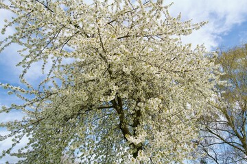 Obraz premium Cherry Tree Blossom 