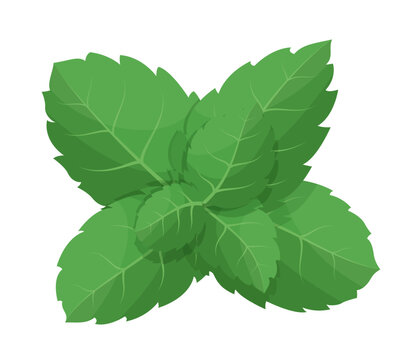 green mint leaves on white background clip art preview