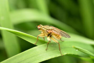 Light-colored onion fly on a leaf.