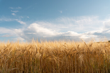 Ripe ears of wheat are golden in color. Ripe ears of golden barley. Raw materials for the production of whiskey.