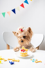 Cute domestic dog (Yorkshire Terrier) with birthday cake	