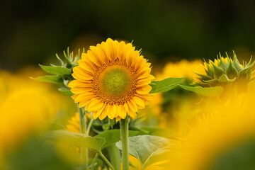 sunflower in the field