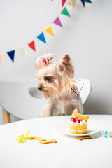 Cute domestic dog (Yorkshire Terrier) with birthday cake	