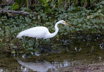 great white egret in the wild