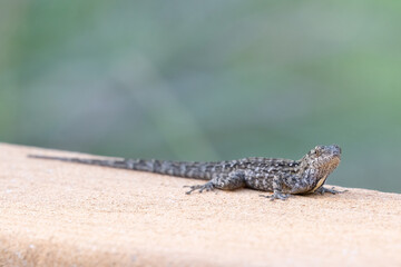 closeup of little lizard with bokeh background