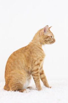 Orange Domestic Shorthair Tabby cat