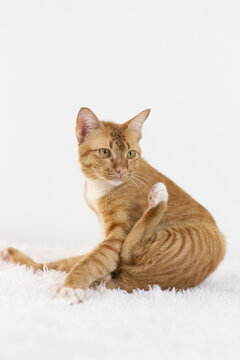Orange Domestic Shorthair Tabby cat