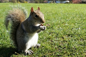 Squirrel on the grass of the park on a sunny day. A squirrel eats a nut.