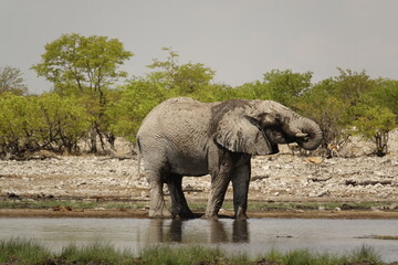 Eléphant  