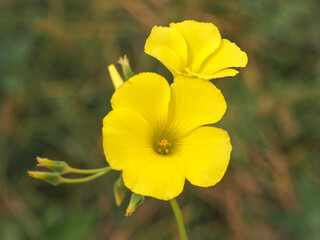 Yellow Oxalis pes-caprae, Bermuda buttercup or African wood-sorrel flowers, close up. Buttercup oxalis is tristylous flowering plant in the wood sorrel family Oxalidaceae. Common sourgrass or soursop.