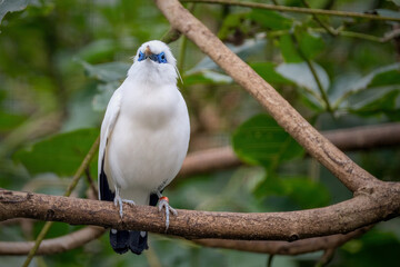 Bali myna