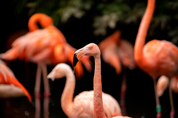 Flamingo bird roams in a large group of others looking for roams in a large group of others looking for food.