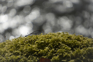 Moos im Wald