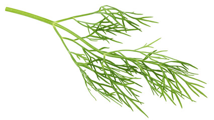 Dill isolated on white background, full depth of field