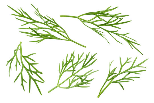 Dill isolated on white background, full depth of field
