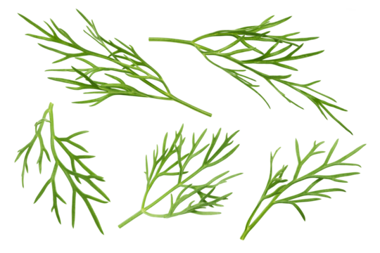 Dill isolated on white background, full depth of field