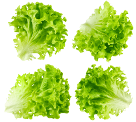 salad, lettuce leaf, isolated on white background, full depth of field