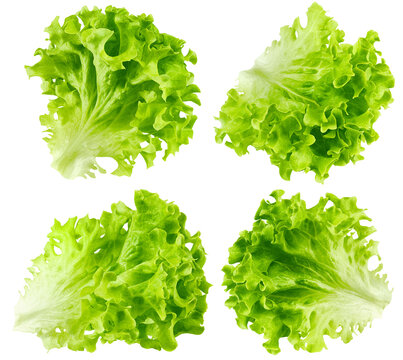 salad, lettuce leaf, isolated on white background, full depth of field