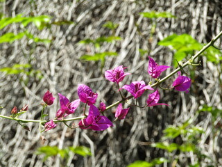 flowers on a branch