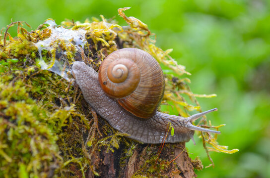 *Weinbergschnecke auf Moos*