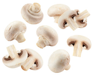 champignon, mushroom, isolated on white background, full depth of field