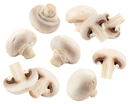 champignon, mushroom, isolated on white background, full depth of field