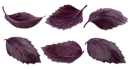 basil, purple, red, violet, isolated on white background, full depth of field