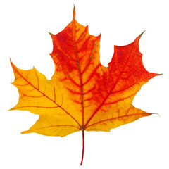 Naklejka na ściany i meble autumn maple leaf isolated on white background, full depth of field
