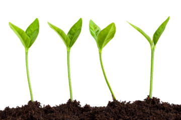 young plant growing from soil, sprout isolated on white background