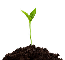 young plant growing from soil, sprout isolated on white background