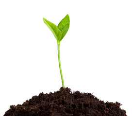 young plant growing from soil, sprout isolated on white background