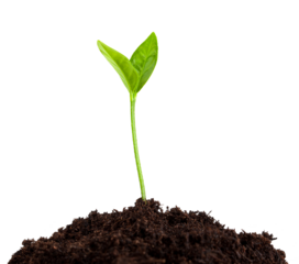 young plant growing from soil, sprout isolated on white background