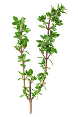Thyme isolated on white background, full depth of field