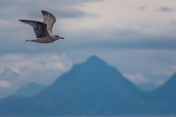 Seagull in the ocean of Senja Island,  Norway