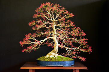 A red Japanese bonsai tree on black background