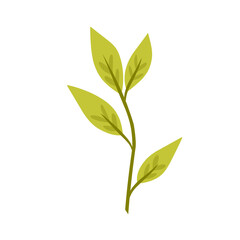 Botanical plant.decorative organic leaves.leaf illustration