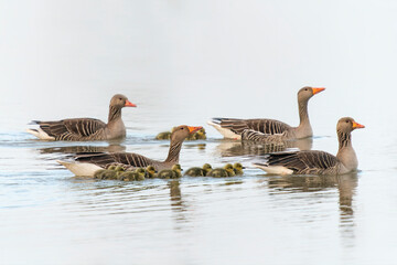 Naklejka na ściany i meble Parents Greylag Goose (Anser anser) out with their young goslings. Gelderland in the Netherlands.